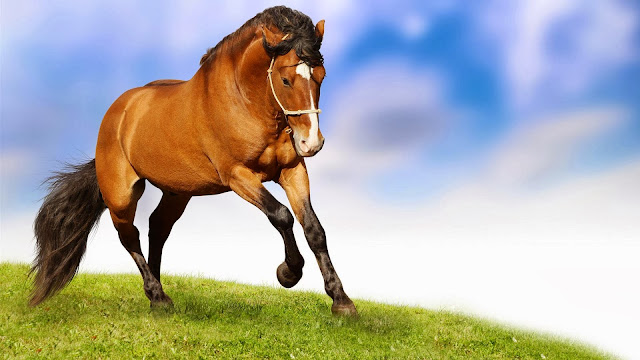 Beautiful Brown Horse Wallpapers