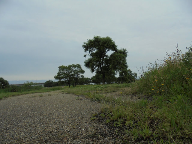 日野川の日吉津公園