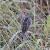 MA - Nelson's Sparrow in Hadley