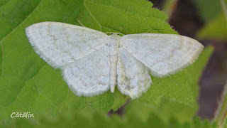 Idaea nitidata IMG10828