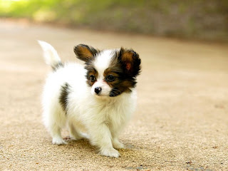 Papillon Pupppy Picture