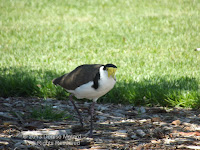 Masked lapwing – Royal Botanic Gardens, Sydney, AU - photo by Denise Motard, Feb. 2013