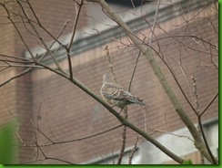 20110216_144509_012_NTU