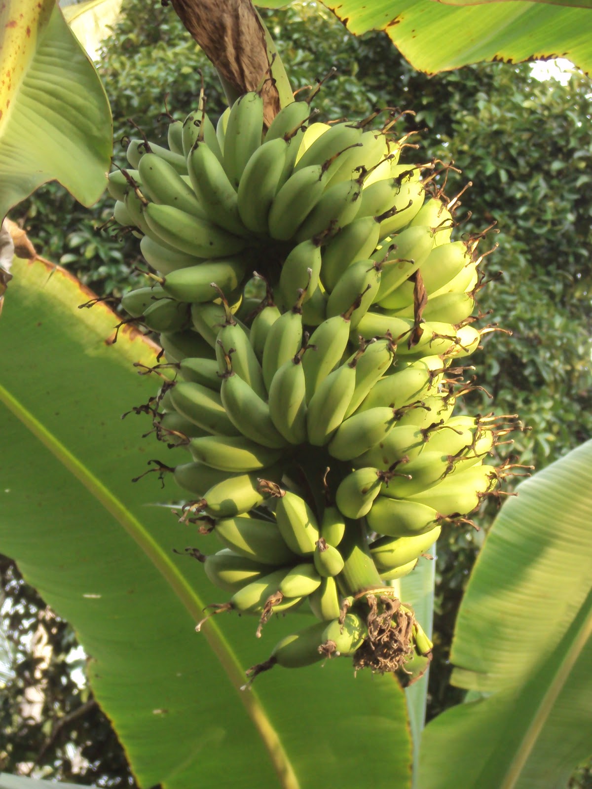 Hang Kebun PELBAGAI JENIS  PISANG 