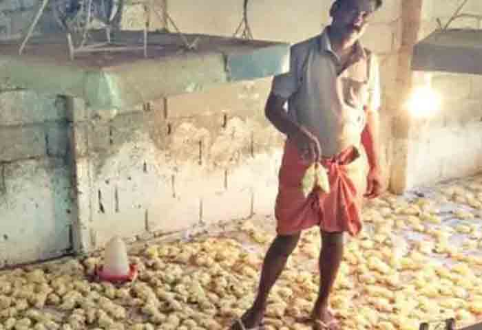 Alappuzha, news, Kerala, Top-Headlines, Agriculture, Chicken, farmer, Alappuzha: About two thousand chickens found dead in farm.