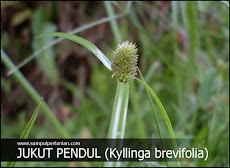 JUKUT PENDUL (Kyllinga brevifolia) | Manfaat dan cara mengolahnya