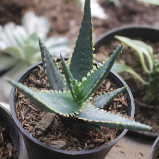 Aloe