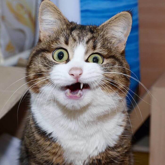 Cute Cat With A Mobility Problem Amazes The World With Funny Facial Expressions