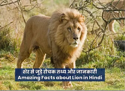शेर से जुड़े रोचक तथ्य और जानकारी। Amazing Facts about Lion in Hindi