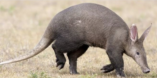 The African Aardvark in the Serengeti has ten facts or characteristics. What does an aardvark consume, according to size, adaption, habitat, and tongue?