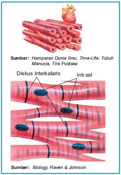 SAINS TSAN SU OTOT  ALAT GERAK AKTIF 