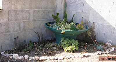 Compostiera + Vaso piante grasse 5