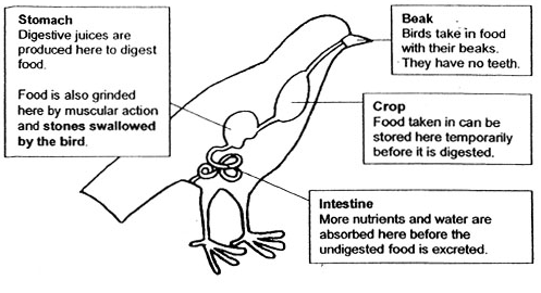  Sistem Pencernaan Burung  Aves Ilmu Pengetahuan