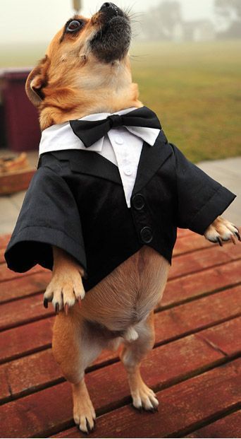 Funny and creative pet costumes, dog costumes, dressed up dog