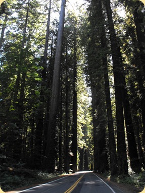 Avenue of the Giants-Ancient Redwoods 074
