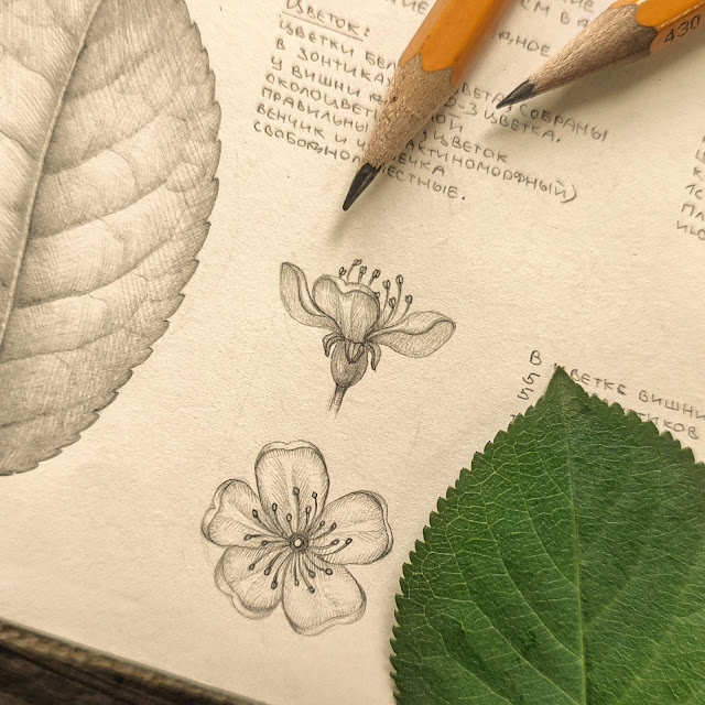 Vishnya kislaya, Prunus cerasus: botanical pencil sketch, floral art, sketchbook collection, botanical illustration