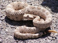 ULAR DERIK