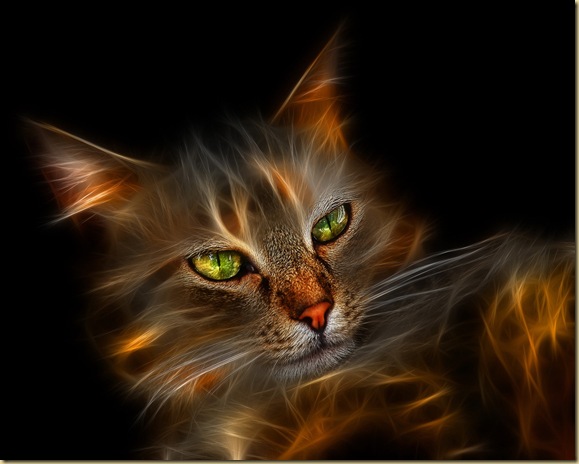 digitalcat
