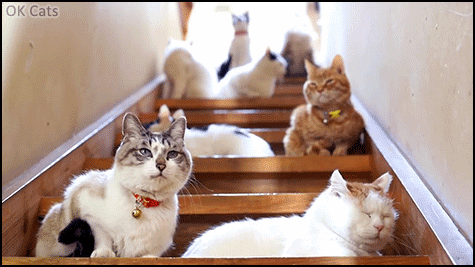 Weird Cat GIF • 8 cats on stairs.That awkward moment when you realize that bae is a crazy cat lady! [ok-cats.com]