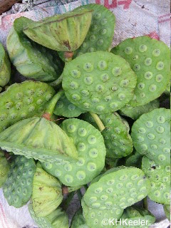 lotus Nelumbo nucifera