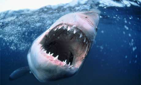 Great White Shark