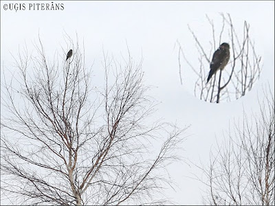 Purva piekūns (Falco columbarius)