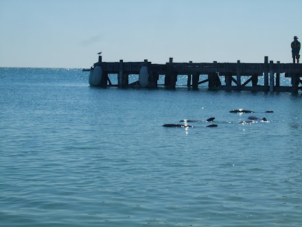 Monkey Mia Dolphins