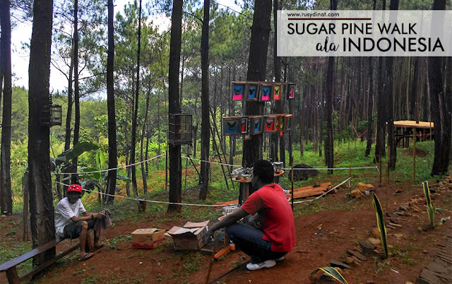 Wisata alam di Indonesia, Hutan Pinus Yogyakarta, tempat rekreasi keluarga