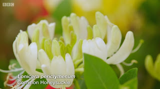 honeysuckle