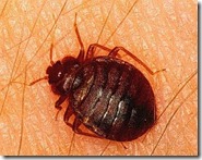 bedbug