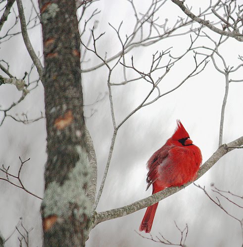 The color of the cardinal as