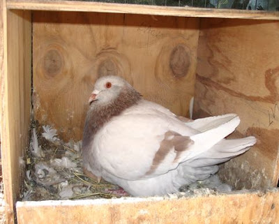 Texan Pioneer Pigeon