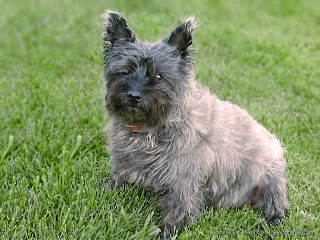 Cairn Terrier Puppy Picture