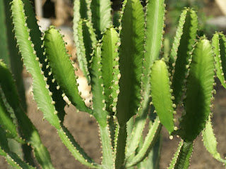 Euphorbia triangularis 