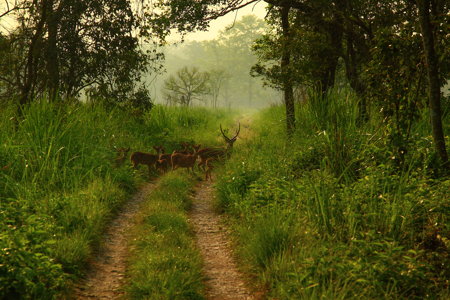 Deer at Chitwan National Park, Nepal
