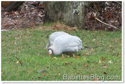 Turkeys in the backyard