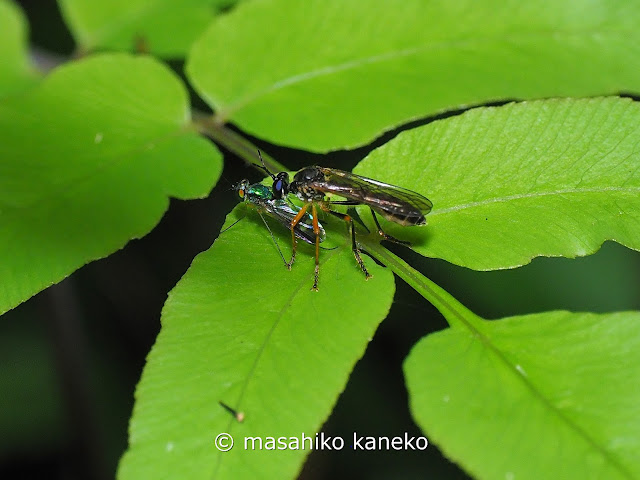 ハラボソムシヒキ（ナカノホソムシヒキ）