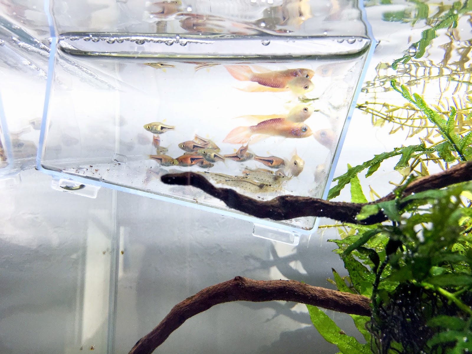 Aquascape Lounge 60cm水槽に生体引っ越し作業