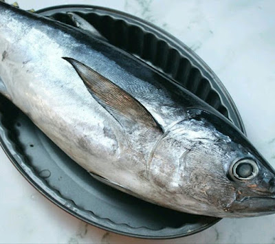 buang bisa ikan tongkol