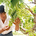 Exportan hoja de uva para fabricación de medicinas