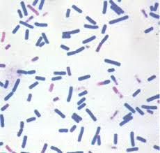 gram positive rod