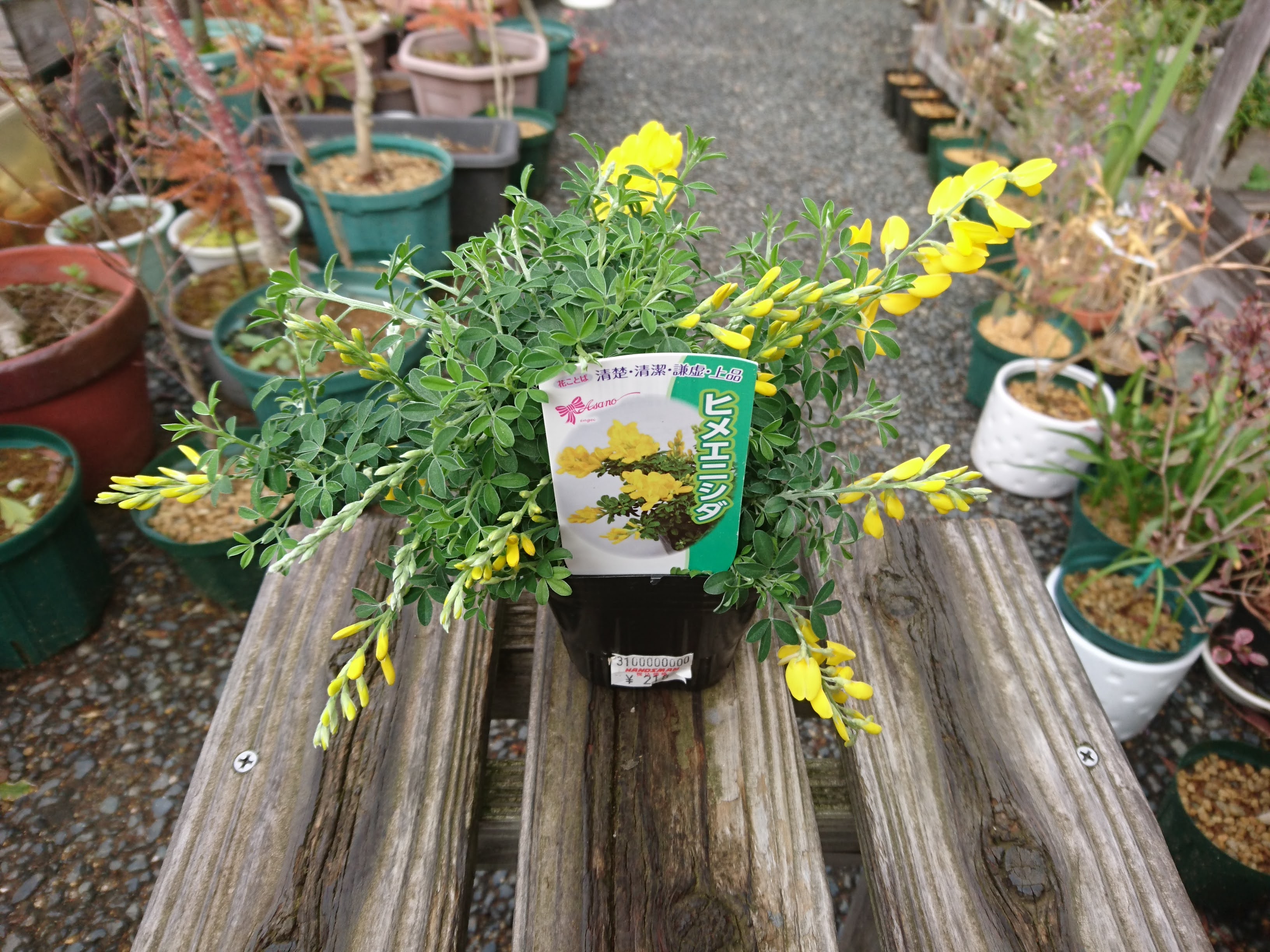 ヒメエニシダの育て方 小さな鉢植えで 春に黄色の美しい花を楽しむ メダカの大工