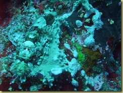 Spot the fish 3