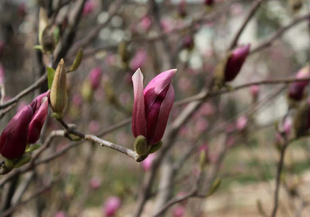 Magnolia Flower Pictures