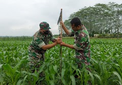 Tanaman Jagung Kodim Di Demplot Kembaran Tumbuh Baik