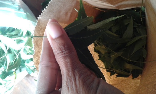 Drying Neem Leaves without a Dehydrator tropical permaculture