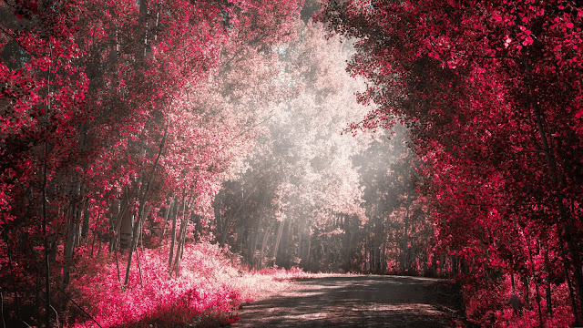 Road Trees Romantic Place