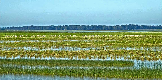 Parque Nacional de Doñana