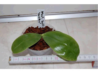 Phalaenopsis bellina in vendita su ebay