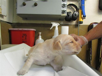 yellow Lab newborn on scales